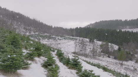 Hermosa-Escena-Aérea-De-Invierno-Nevando-Sobre-Un-Vivero-De-árboles-En-Noruega