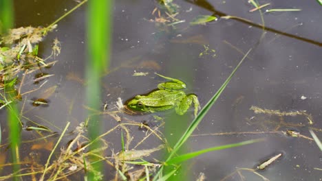 Close-up-view-of-frog-swimming-at-corner-of-dirty-pond-water
