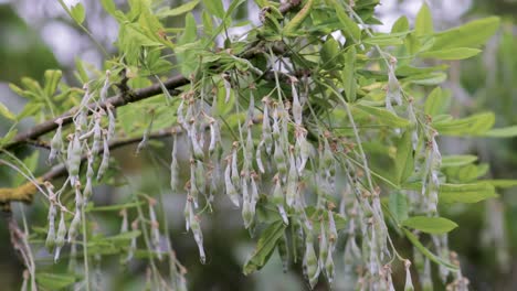 Highly-toxic-seed-pods-of-the-common-Laburnum-tree-hanging-from-a-branch-after-flowering-in-a-garden-in-the-United-Kingdom