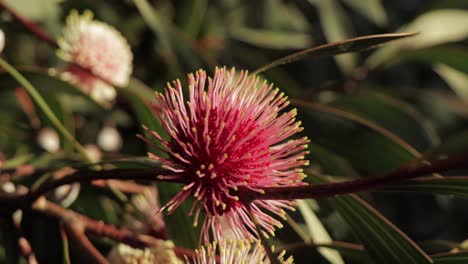 Hakea-Laurina-Plant-Close-Up-shot,-sunny-daytime-Maffra,-Victoria,-Australia