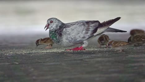 Pigeon-and-sparrows-eating-in-slow-motion-on-an-urban-old-town-street