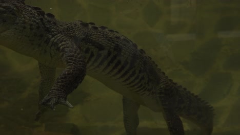A-alligator-resting-in-a-transparent-pond