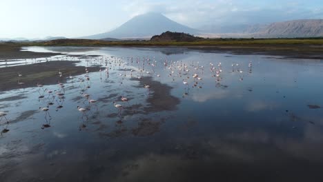Eine-Erstaunliche-Drohnenaufnahme-Des-Natronsees-Mit-Dem-Vulkan-Ol-Doinyo-Lengai-Im-Hintergrund-Und-Einer-Wunderschönen-Gruppe-Rosa-Flamingos-Im-Vordergrund,-In-Tansania-In-Nordafrika