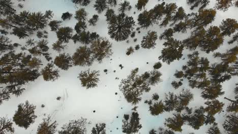 SNOW-FOREST-DRONE-FROM-ABOVE