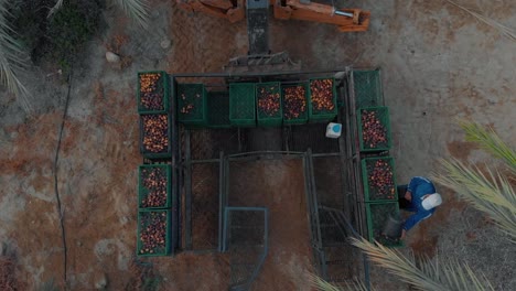 harvesting-platform-for-dates-in-a-huge-field,-Jordan-Valley-region-at-sunrise,-israel---top-down-aerial-drone-shot-flies-up-and-reveals-the-date-field