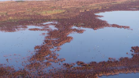 Drone-tracking-large-bird-colony-flying-together-along-flooded-dutch-farmland