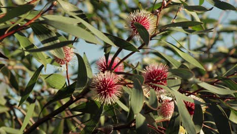Hakea-Laurina-Nadelkissenpflanze,-Die-Sich-Im-Wind-Bewegt,-Weitwinkelaufnahme,-Sonniger-Tag,-Maffra,-Victoria,-Australien