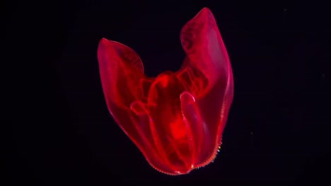 Die-Blutigen-Kammquallen-Im-Monterey-Bay-Aquarium
