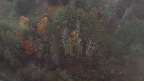 árbol-Del-Bosque-Otoñal-Con-Niebla-Cerca-De-La-Ciudad-Tranquila-En-Vermont,-Estados-Unidos
