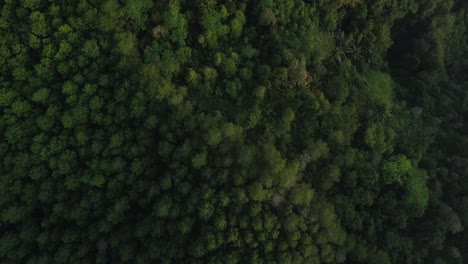 Overhead-slide-drone-shot-of-forest-with-dense-trees-on-mountain-range-in-slightly-foggy-weather-in-the-morning