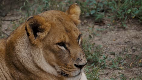 Nahaufnahmeporträt-Eines-Afrikanischen-Löwen,-Der-Sich-In-Der-Savanne-Afrikas-Entspannt