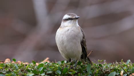 A-Chalk-browed-Mockingbird-perching-over-a-vegetation-fence-in-slow-motion