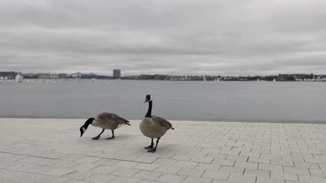 Gees-walking-on-the-sidewalk-in-Boston-on-a-cloudy-overcast-day