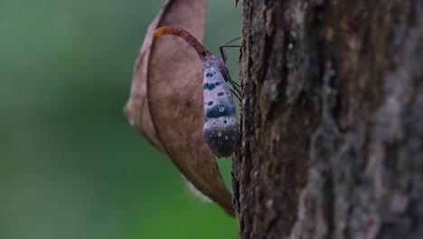 Seen-moving-up-on-the-bark-of-the-tree-as-seen-from-its-side,-Lantern-Bug-Pyrops-ducalis,-Khao-Yai-National-Park,-Thailand