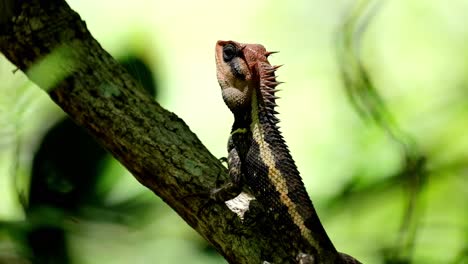 Seen-looking-up-breathing-within-the-forest,-Forest-Garden-Lizard-Calotes-emma,-Kaeng-Krachan-National-Park,-Thailand