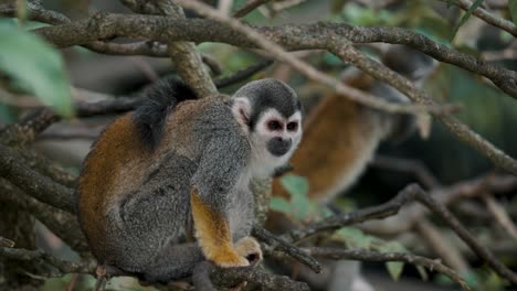 Squirrel-Monkey-Resting-On-A-Tree-In-The-Forest---close-up