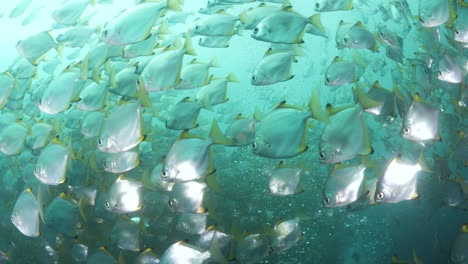 Eine-Masse-Silbriger-Fische-Schwimmt-Durch-Aufsteigende-Blasen-Von-Tauchern-Unter-Wasser