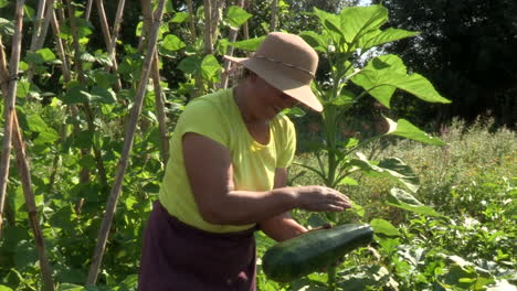 Woman-harvests-and-cleans-a-large-courgette-from-her-vegetable-garden