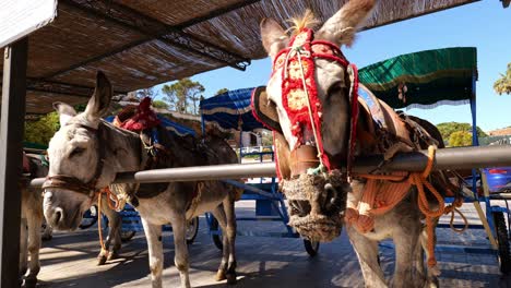 Donkey-With-Embroidered-Bridle-Tied-In-The-Stable,-Donkey-Taxi-Service-In-Mijas,-Malaga,-Spain