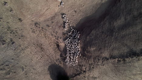 Drone-rising-high-above-a-large-flock-of-white-sheep-in-the-countryside-during-the-day