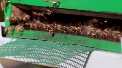Schwarm-Honigbienen,-Die-Um-Den-Bienenstock-Herumfliegen