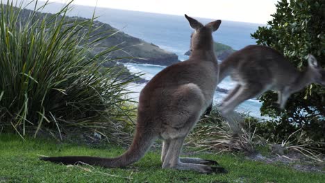Scenic-video-of-Kangaroos-grazing-on-a-coastal-headland-with-ocean-views