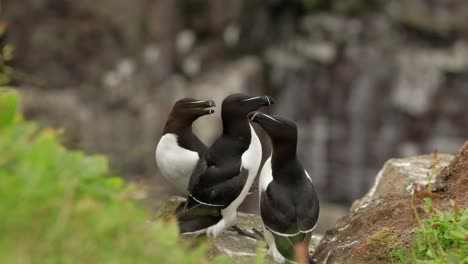 Three-razorbills-sit-on-the-edge-of-a-cliff-interacting-with-each-other-in-a-seabird-colony-as-other-seabirds-fly-around-in-the-background