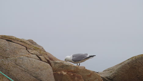 Hungry-seagull-eating-and-scavenging-food-on-rock-with-bird-flying-slow-motion-HD-30p