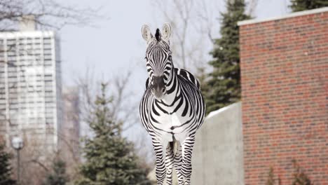 Zebra-standing-and-looking-right-at-the-camera