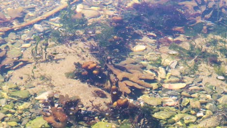 Crabs-in-a-tidal-pool-filled-with-life-on-the-pacific-coast