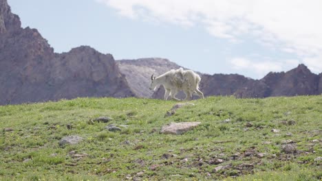 Mountain-Goats-Walking-in-the-Mountains-|-Mount-Bierstadt,-Colorado