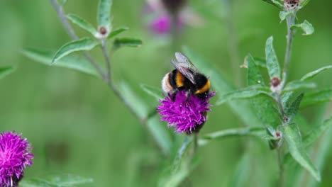 Bumble-bee-pollinating-a-Knapweed-flower-in-slow-motion-before-taking-flight