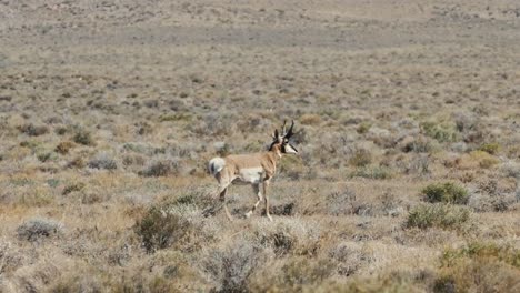 Antelope-is-running-through-savanna-during-a-hot-day,-than-she-stops-and-looks-toward-camera