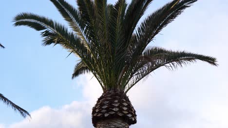 Looking-Up-Trunk-Of-Palm-Tree-With-Branches-Gently-Swaying-In-Wind
