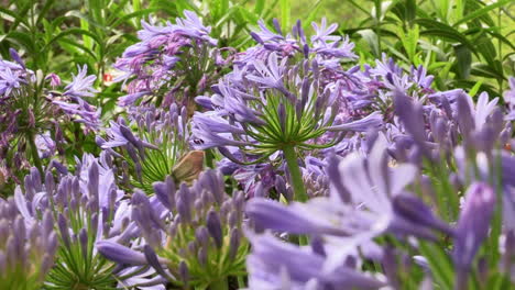 Color-image-of-lilac-and-green-with-many-lilac-leek-flowers-and-the-stems-of-the-green-leaves