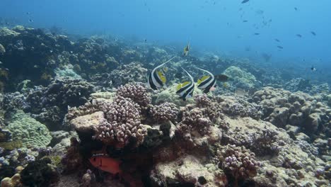 Grupo-De-Hermosos-Peces-Pancartas-En-Agua-Azul-Clara-En-Un-Arrecife-De-Coral-Tropical-En-El-Atolón-De-Fakarava,-Polinesia-Francesa