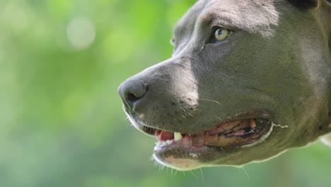 Gray-pit-bull-with-hazel-eyes-panting-and-drooling-in-slow-motion