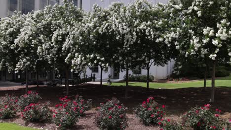 Beautiful-trees-and-flowers-in-springtime-located-in-downtown-Montgomery,-Alabama-with-gimbal-video-walking-in-slow-motion