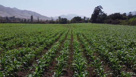 Drone-footage-of-a-corn-field