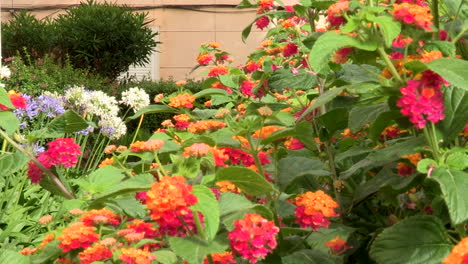 Ein-Platz-In-Der-Nachbarschaft-Voller-Blumen-Lantana-Arbustiva,-Die-Pflanze,-Deren-Blüten-Ihre-Farbe-Wechseln,-Gelb,-Rot,-Orange-Und-Rosa