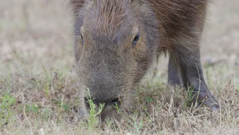 Ein-Größeres-Capybara,-Das-In-Grasbewachsenen-Feuchtgebieten-Grast,-Mittlerer-Schuss
