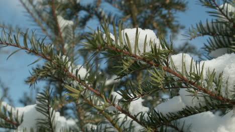 melting-snow-in-spring-accumulated-on-branches