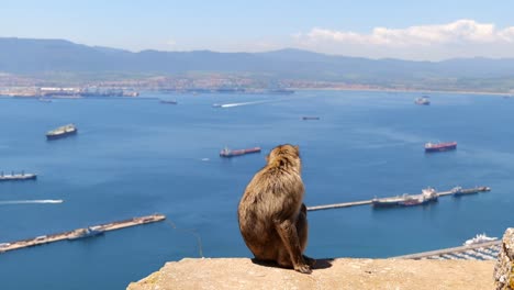 Uno-De-Los-Monos-Cerca-De-Gibraltar-Sentado-En-La-Roca-Con-El-Océano-Y-El-Puerto-Al-Fondo