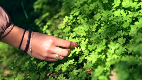 Close-up-of-a-girl's-hand-plucking-a-clover-leaf-in-slow-motion