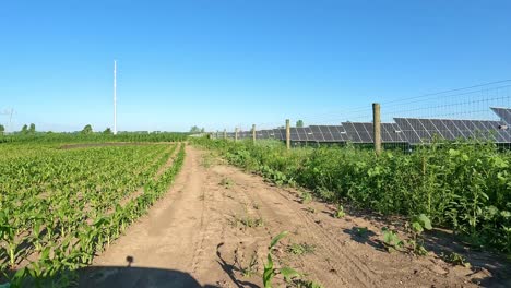 POV-while-driving-in-reverse-along-a-dirt-lane-between-a-corn-field-and-a-solar-array