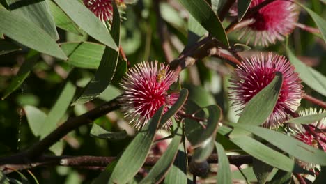 Bee-with-pollen-on-leg-climbing-on-Hakea-Laurina-Plant-then-flies-away,-Daytime-Sunny-Maffra,-Victoria,-Australia-Slow-Motion