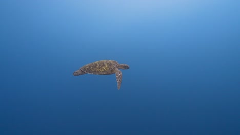 Tortuga-Marina-Verde-Nadando-En-El-Agua-Azul-Cristalina-Del-Océano-Pacífico,-Alrededor-De-La-Isla-De-Tahití-En-La-Polinesia-Francesa