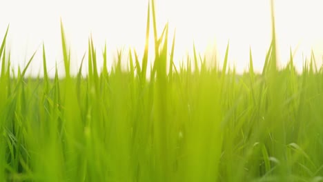 Grüne-Reisfelder,-Die-Morgens-In-Zeitlupe-Vom-Wind-Geblasen-Werden