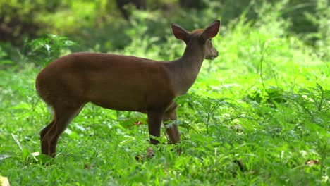 A-barking-deer-standing-in-the-tall-weeds-and-breathing-heavily-in-the-heat