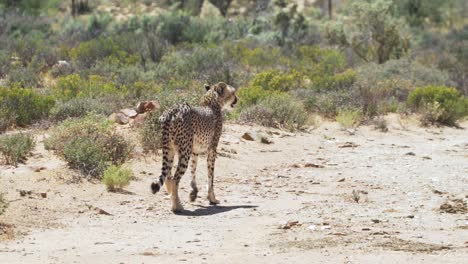 Wild-Skinny-Cheetah-Walking-In-The-Wilderness-On-A-Sunny-Summer-Day-In-Western-Cape,-South-Africa